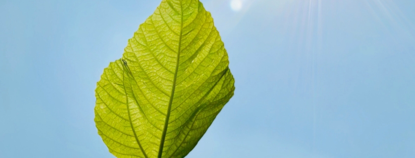 Daylight on a green leaf